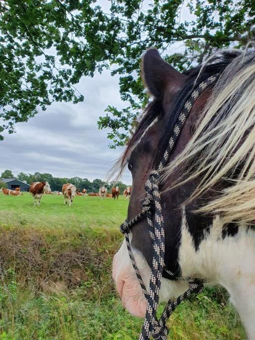 Leuk Boerderijtje Op Prachtige Plek, Nabij Natuurgebied Ruurlo Exteriér fotografie