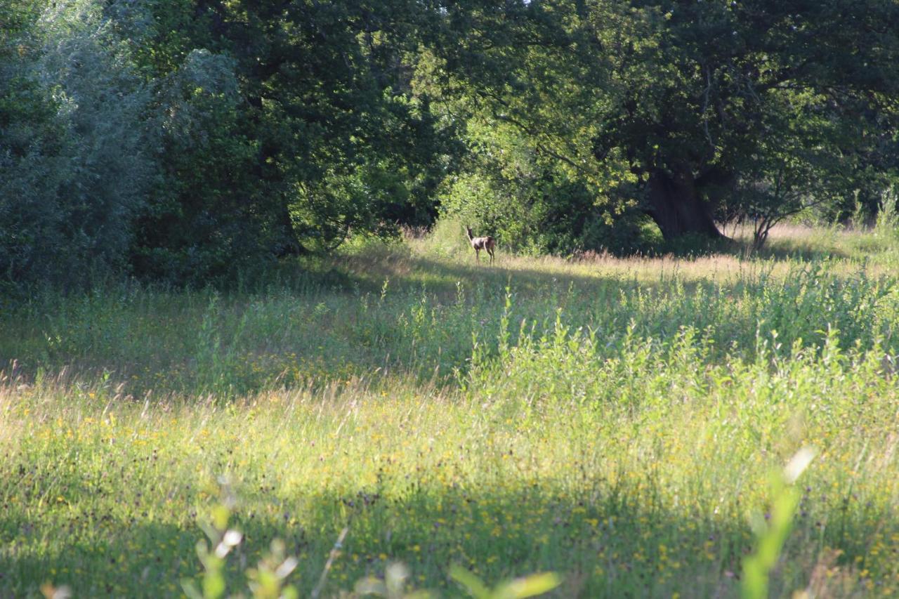Leuk Boerderijtje Op Prachtige Plek, Nabij Natuurgebied Ruurlo Exteriér fotografie